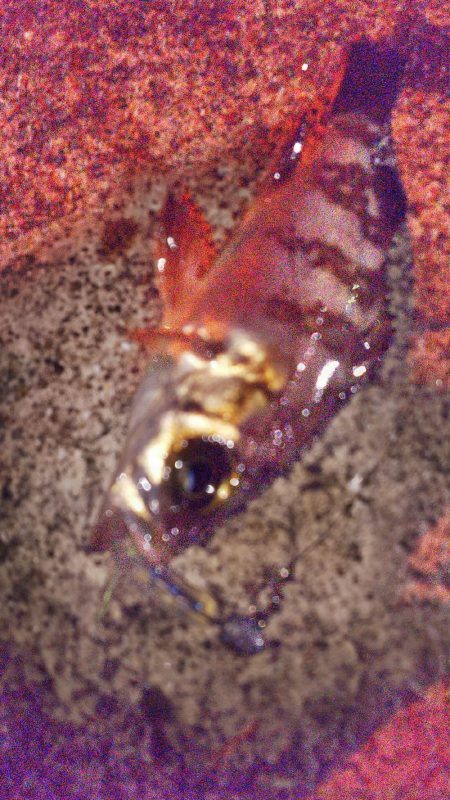 アジングからメバリングへ