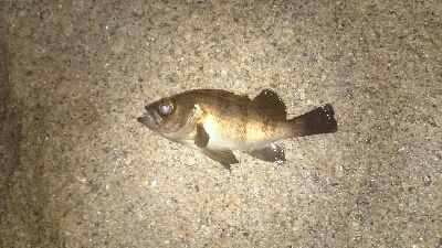 どんな感じかな～(´∇｀)