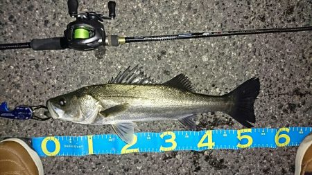 釣り納めシーバス