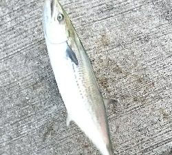 釣り日和