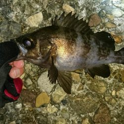 ガシリングからのメバリング