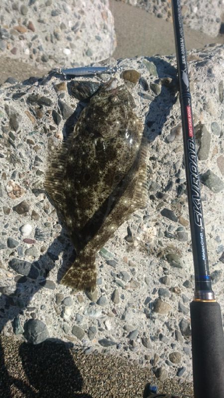 春野漁港周辺サーフ ショアジギング ヒラメ