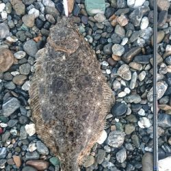 仁淀川河口サーフ ヒラメ