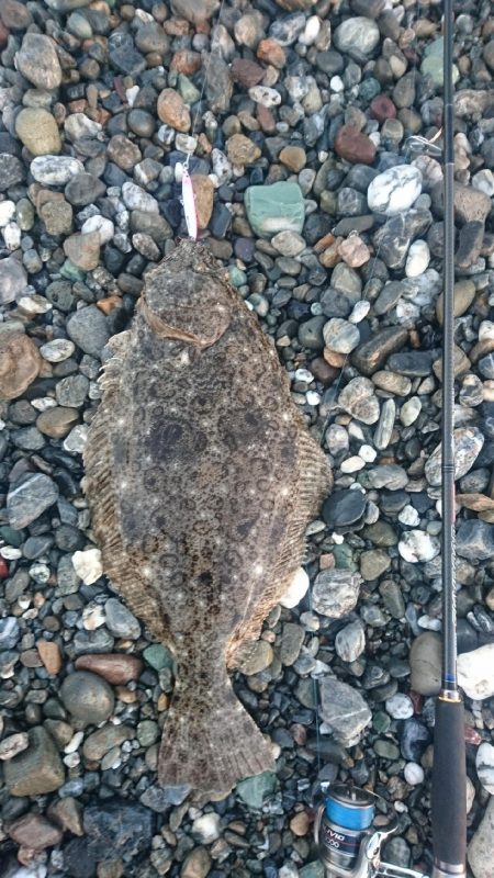 仁淀川河口サーフ ヒラメ