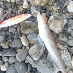 矢井賀サーフ ショアジギング