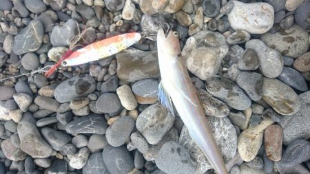 矢井賀サーフ ショアジギング