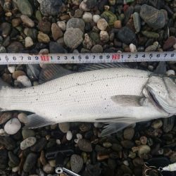 ヒラスズキ 釣り納め