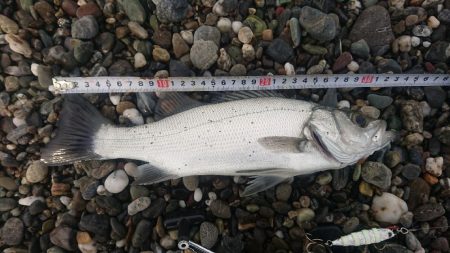 ヒラスズキ 釣り納め