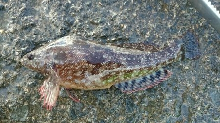 メバル  クジメ？