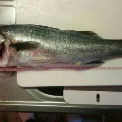 貝塚人工島 水路 エビまき