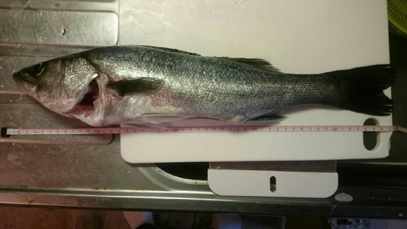 貝塚人工島 水路 エビまき