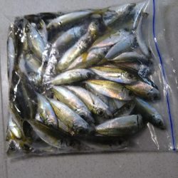 まだアジいてた！