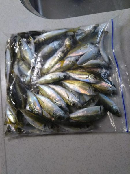 まだアジいてた！