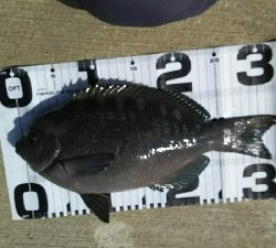 クリスマス爆風！