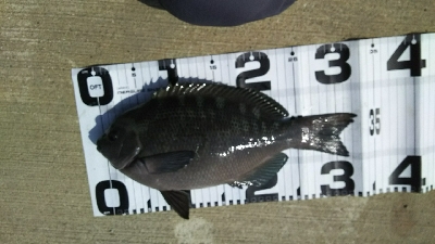 クリスマス爆風！