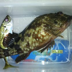 アジどこら~(>_<)