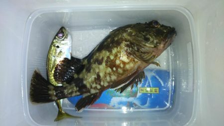 アジどこら～(>_<)