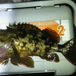 今日もツいてる~