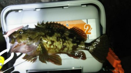 今日もツいてる~