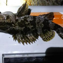 今日はツいてませんか？