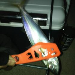 釣り納めしたはずが