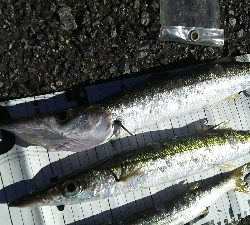 デカカマス！！