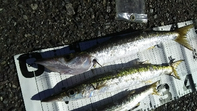 デカカマス！！