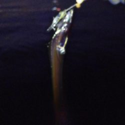 朝練 最大級と最小サイズ