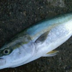 タチウオ狙いでまさかの