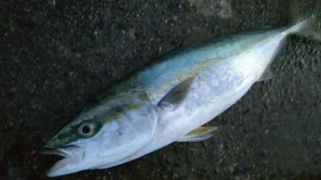 タチウオ狙いでまさかの