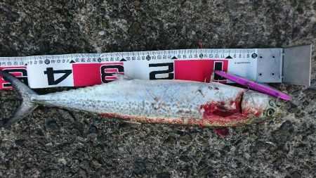 朝マズメの一時、アジの入れ食い♪&…