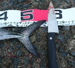 表層でサゴシ♪