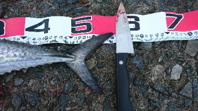 表層でサゴシ♪