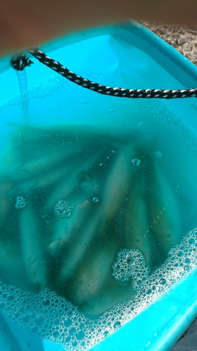 アジ釣れてます