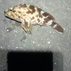 やっぱり風があると寒い。