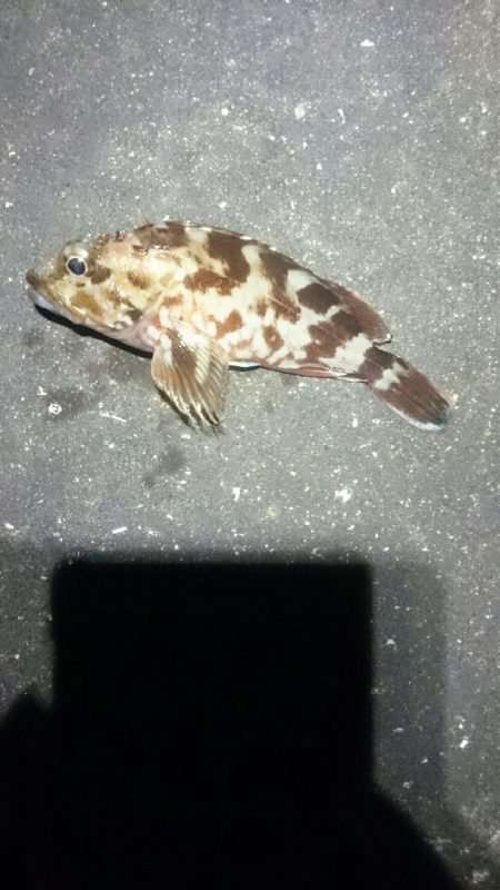 やっぱり風があると寒い。