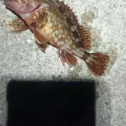 少なくなってきた。