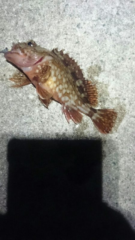 少なくなってきた。