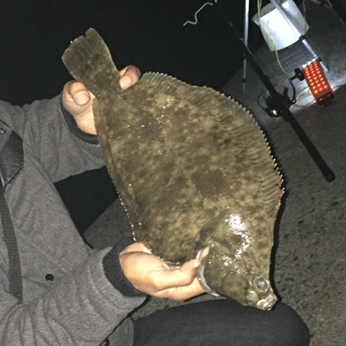 ４６センチ♪カレイ