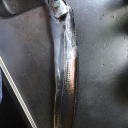 ハマチかサゴシを釣りたくて❗️