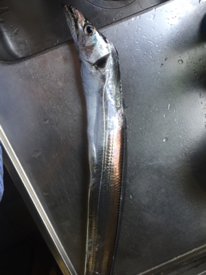 ハマチかサゴシを釣りたくて❗️