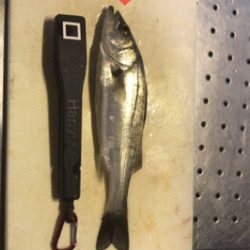 チーバスやってたらでっかいの来た