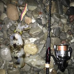 大里松原海岸 アオリイカ 500g×2