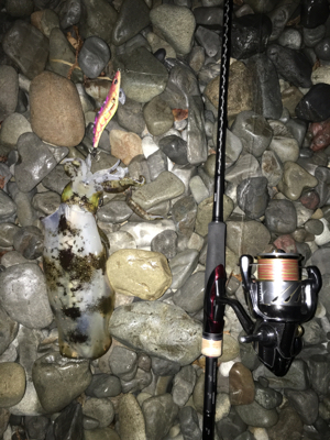 大里松原海岸 アオリイカ 500g×2