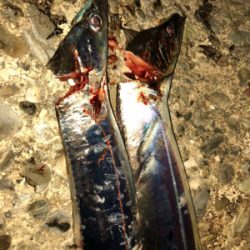 北風に負けずタッチーチャレンジ