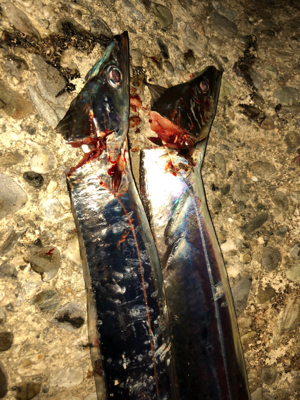 北風に負けずタッチーチャレンジ