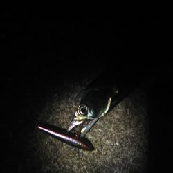 ナイトゲーム　タチウオ