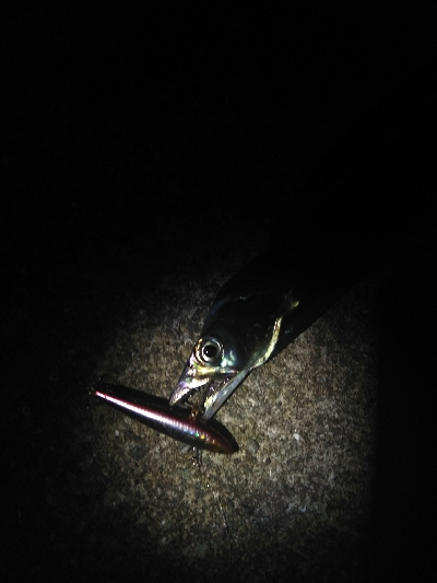 ナイトゲーム　タチウオ