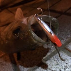 ミニエントのレンジ♪