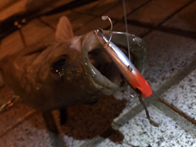 ミニエントのレンジ♪